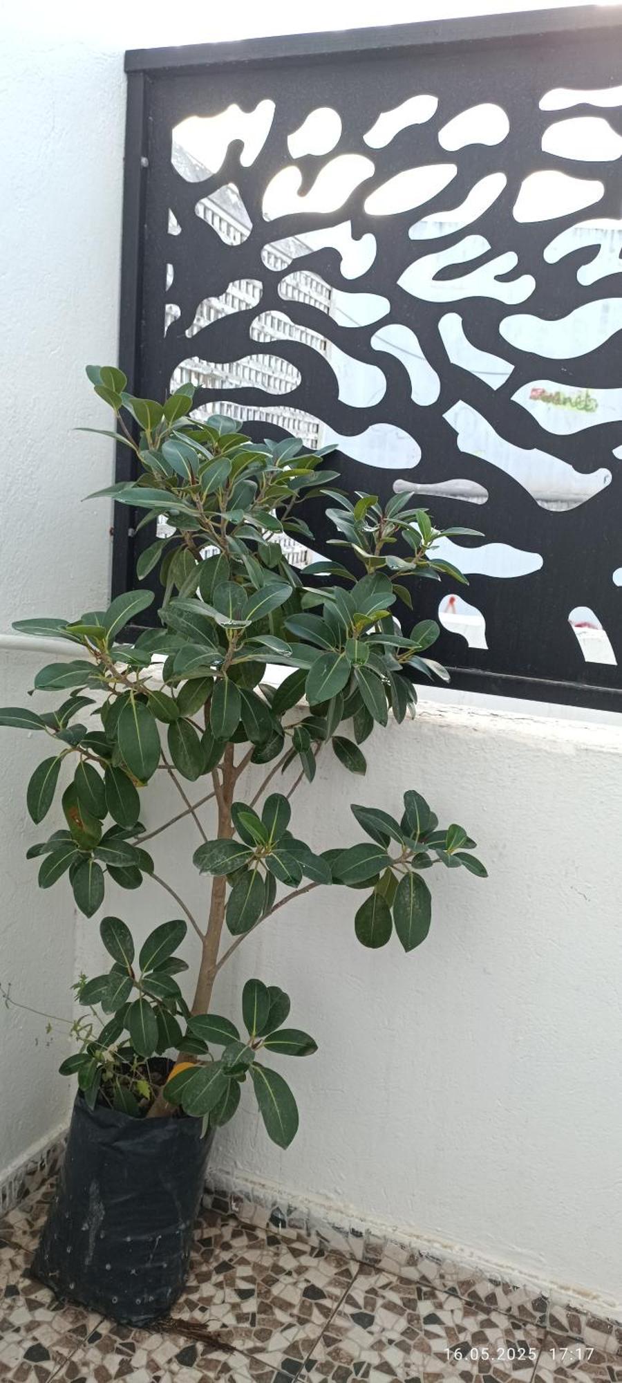Residence Debbabi Sans Coupure D'Eau Monastir Quarto foto